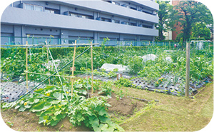 区民農園写真