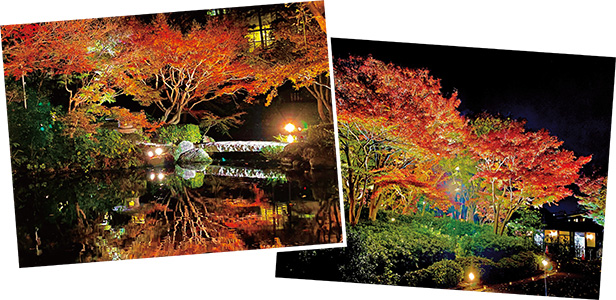 池田山公園紅葉ライトアップ写真