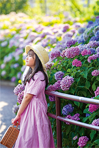 入選「紫陽花に紛れて」