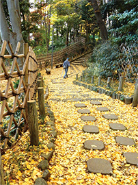 入選「黄色の散歩道」