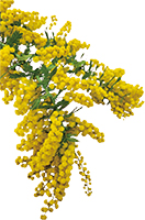 ミモザの花写真