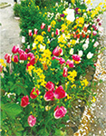 花壇写真