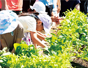 子どもたちが野菜の収穫をする写真