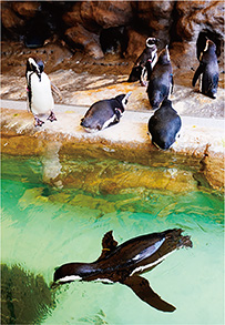 ペンギンランドのペンギンたち写真