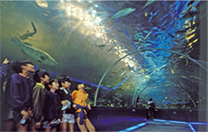 しながわ水族館トンネル水槽写真