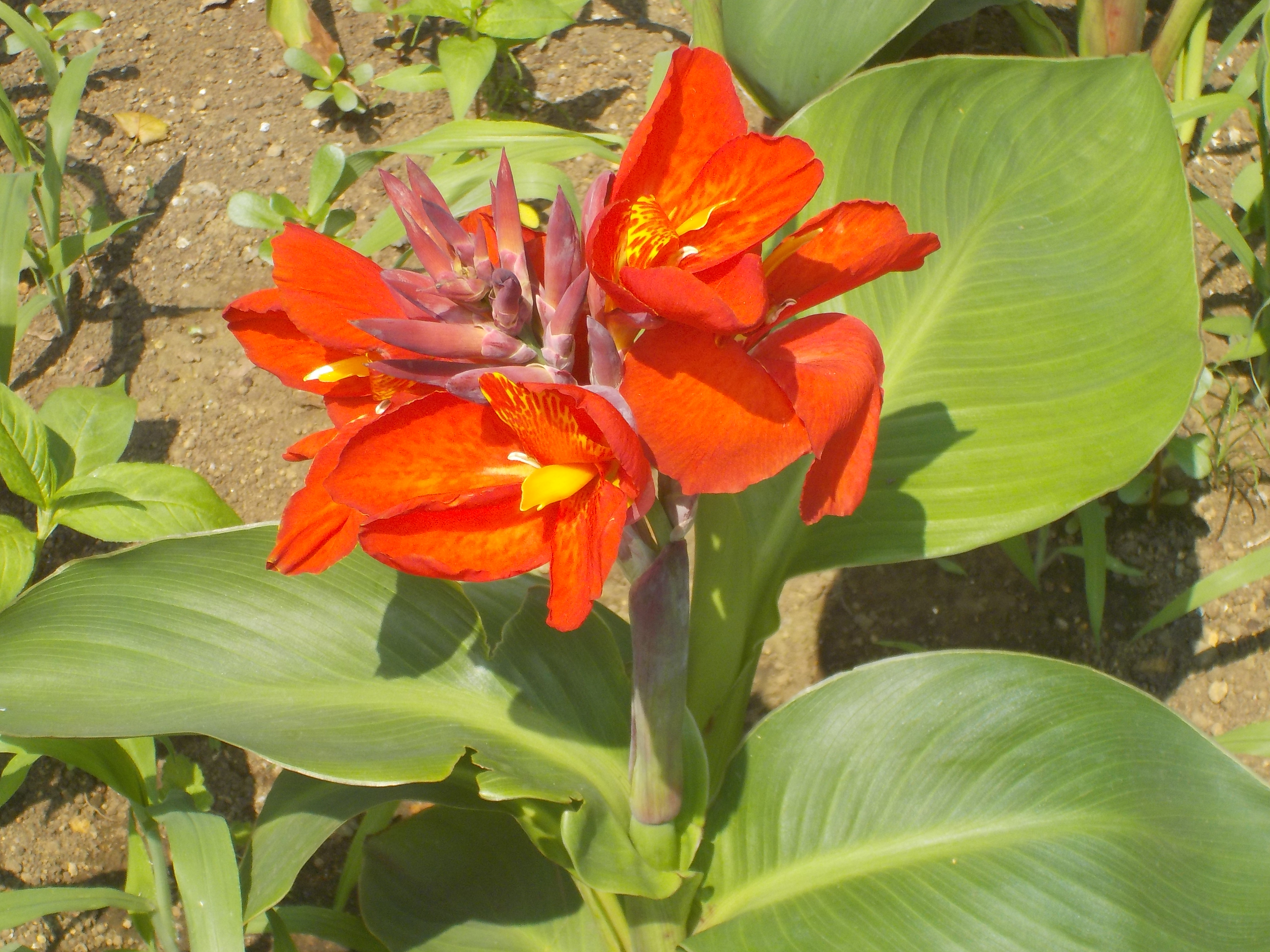 しながわ平和の花壇 品川区