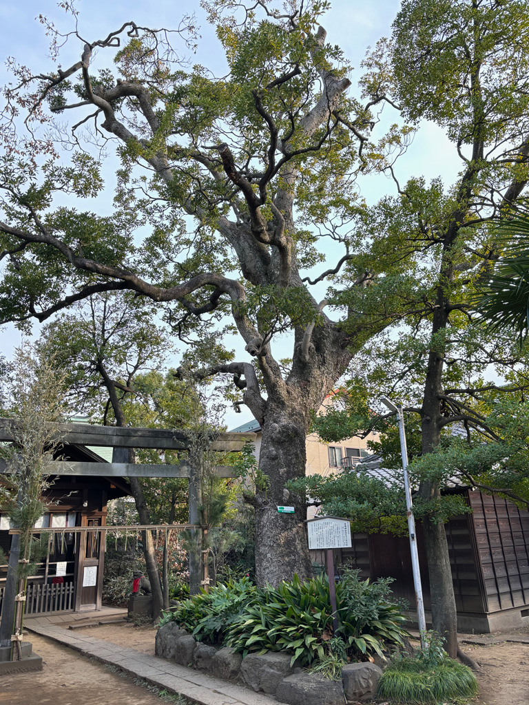 Web_天然記念物11_鹿島神社のタブノキ(2).jpg