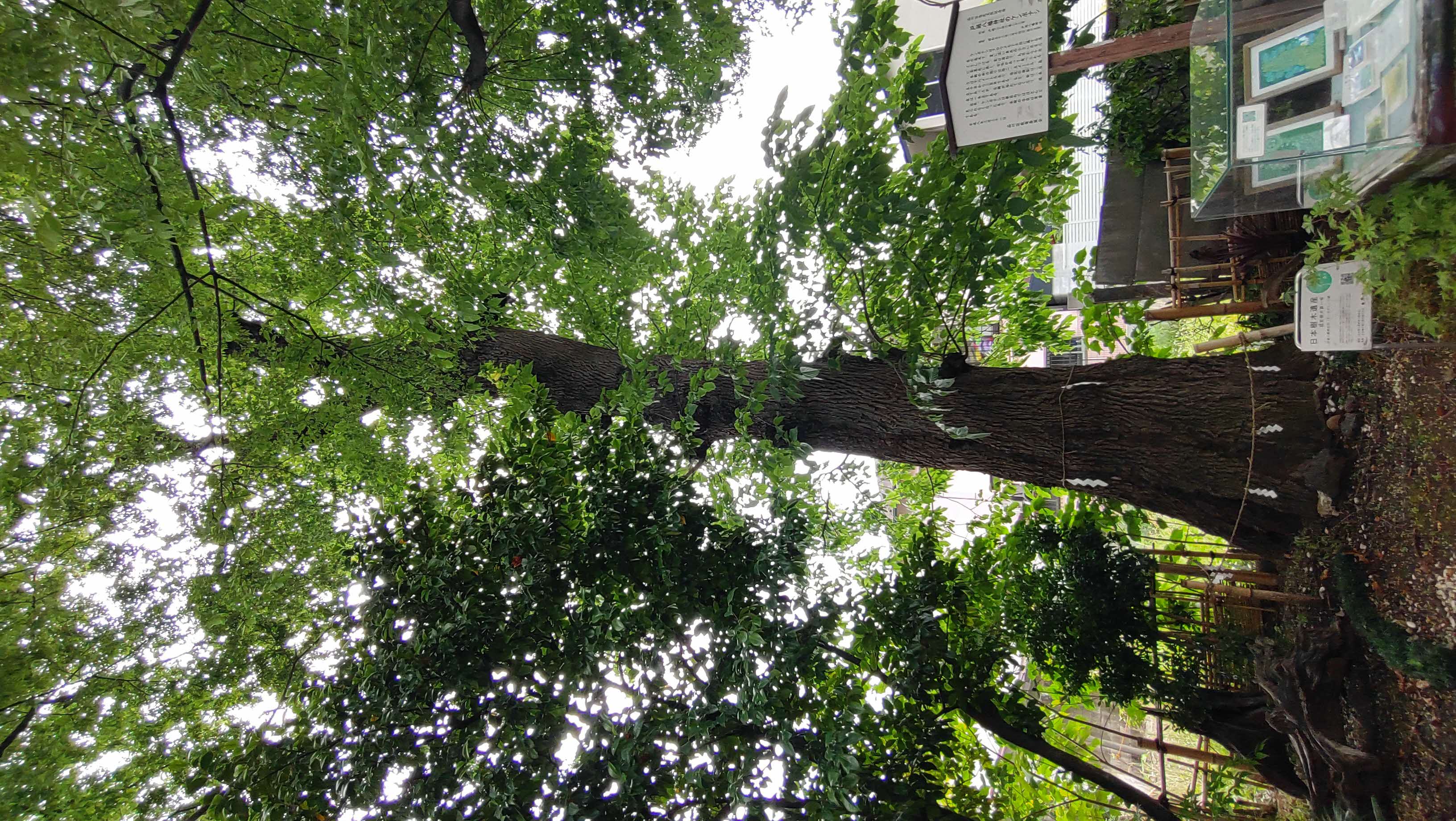 天然記念物15_戸越八幡神社のケンポナシ１.JPG