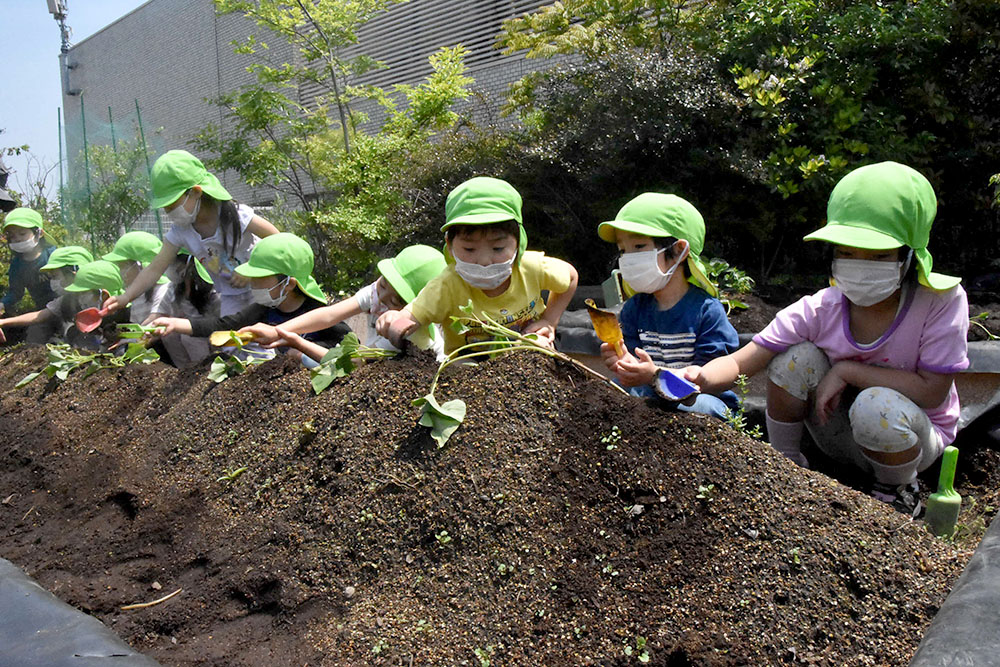 みんなで苗植え