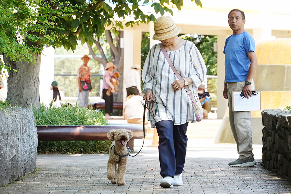 愛犬と散歩トレーニングをする画像