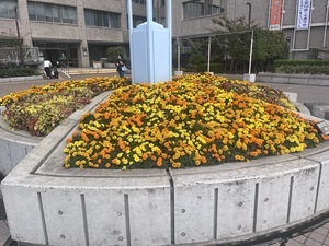 写真:区役所花壇