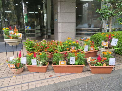 写真：社会福祉法人さくら会の花壇2