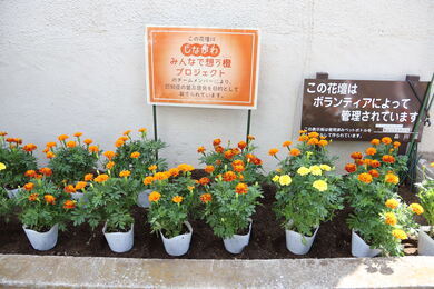 写真：東品川すみれの会の花壇1