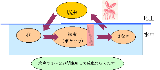 イラスト:蚊の生態