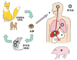 イラスト:エキノコックスの感染経路