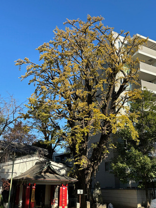 写真：品川寺のイチョウ
