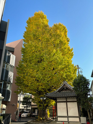 写真:稼穡稲荷のイチョウ