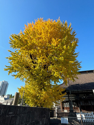 写真：法禅寺のイチョウ