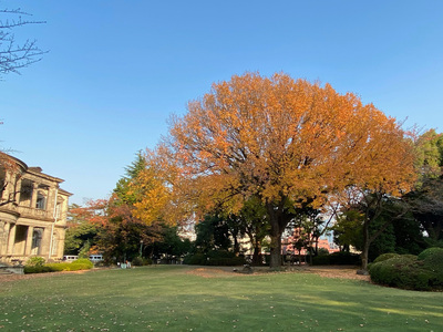 写真:清泉女子大学のフウ