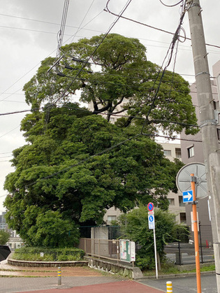 写真：仙台坂団地のタブノキ