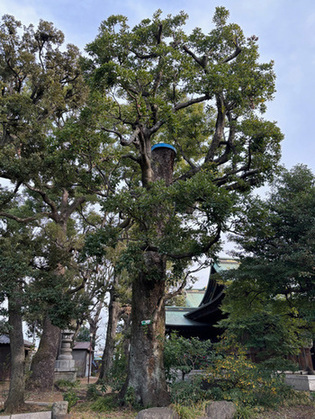 写真：鹿島神社のタブノキ（1）
