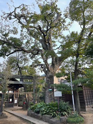 写真：鹿島神社のタブノキ（2）