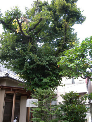 写真:葛原神社のボダイジュ