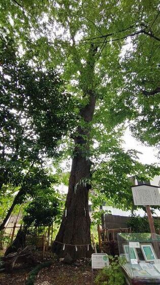 写真：戸越八幡神社のケンポナシ