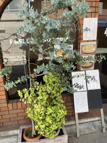 写真:杉の木店先2