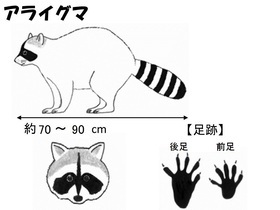 イラスト：アライグマの特徴