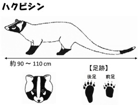 イラスト：ハクビシンの特徴