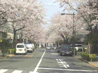 写真:かむろ坂の桜