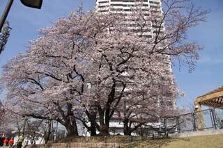 写真:しながわ中央公園