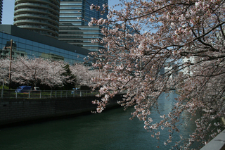 写真:目黒川の桜