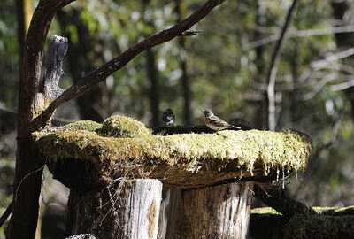 写真:野鳥公園の野鳥