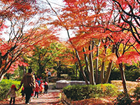 写真:池田山公園の紅葉
