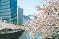 写真:目黒川の桜