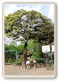 写真:シイノキ(ブナ科)