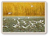 写真:ユリカモメ(カモメ科)