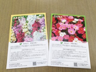 写真：コスモス ストックの種子1