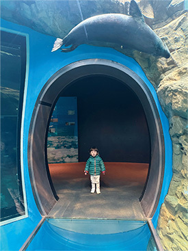 写真:しながわ水族館賞「うみのなかでかくれんぼ」