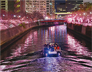 写真：冬の桜ライトアップの様子