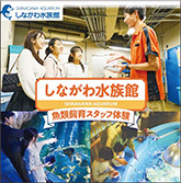 画面：魚類飼育スタッフ体験PRの様子