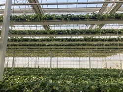 写真：親子レクの様子（いちご狩り）1