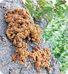 写真：フラス