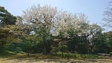 写真：庭園