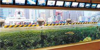 写真:「東京湾の干潟と荒磯」の水槽