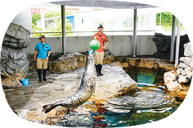 写真:アザラシショー