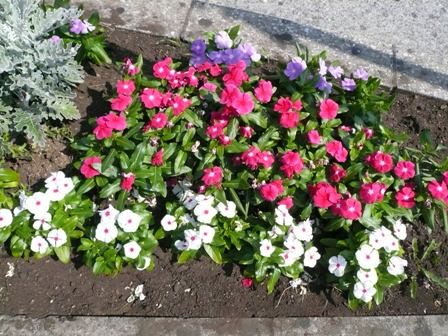 大崎第一地域センターからのおしらせ 品川区