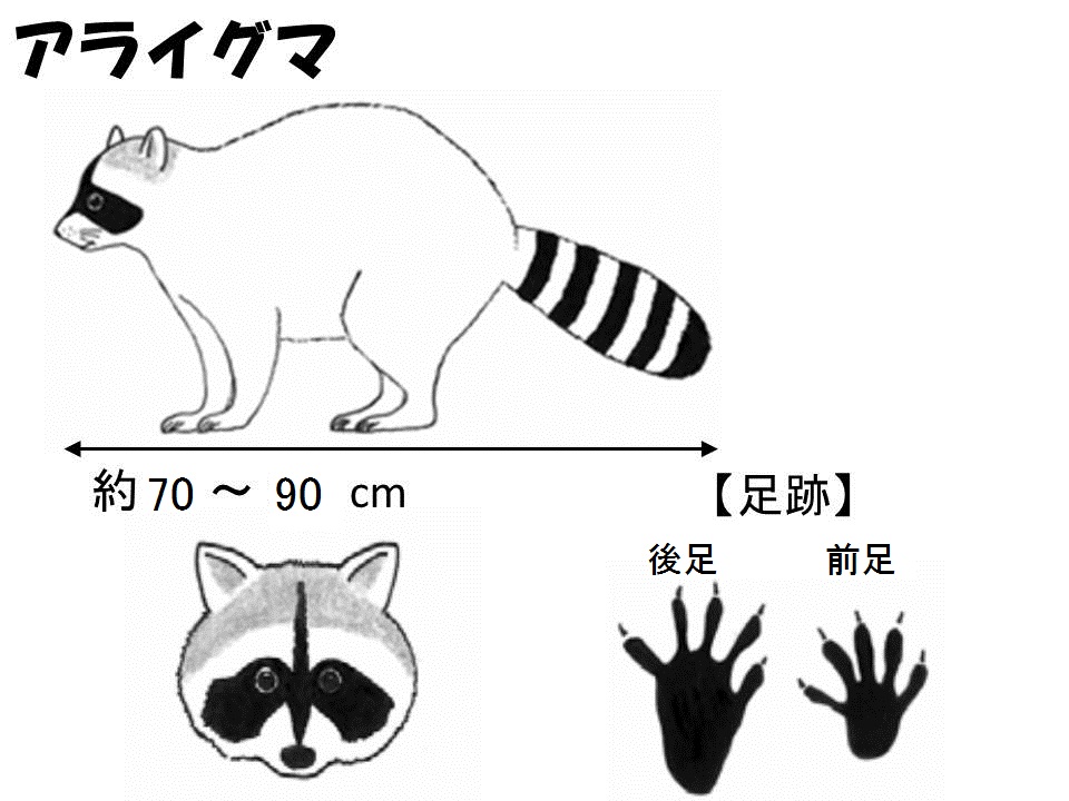 アライグマ